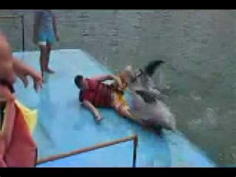 dolphin humping girl|Caught on Video: Hilarious moment an amorous dolphin leaped。